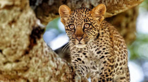 Read more about the article 4 Days Tarangire Ngorongoro Crater Safari