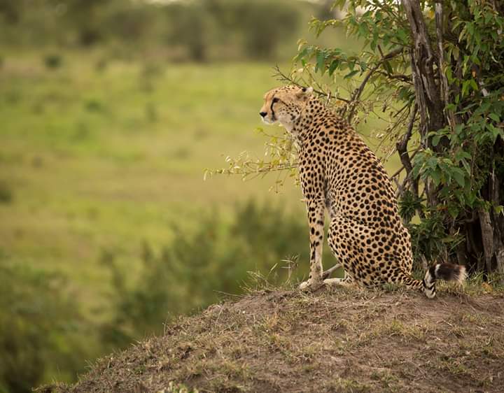 Read more about the article 4 Days 3 Nights Tsavo East Amboseli & SaltLick Tour